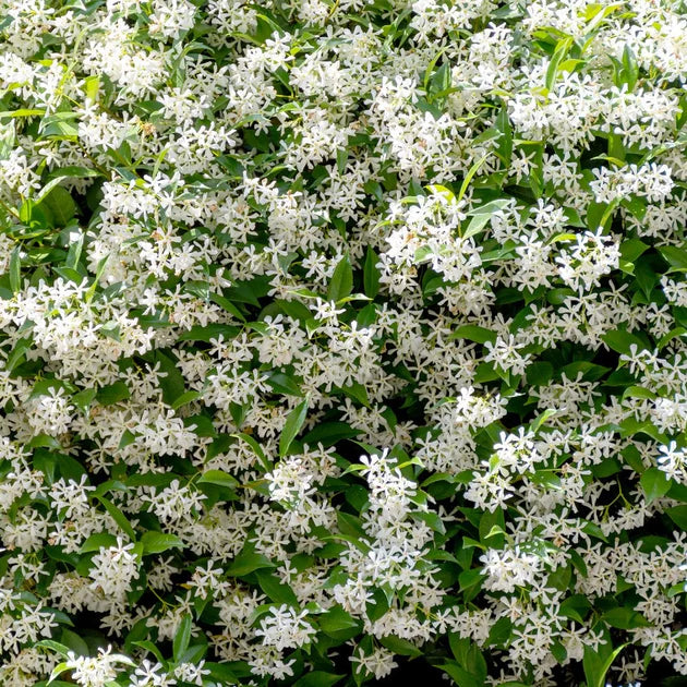 Jasmine Officinale - Image 4
