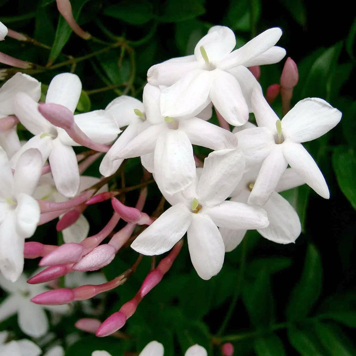 Jasmine Polyanthum - Image 2
