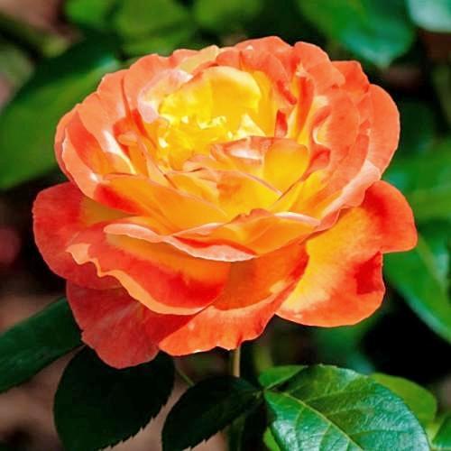 Judy Garland - Weeks Rose - Image 2