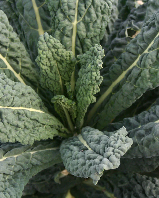 Organic Kale Black Magic - West Coast Seeds - Image 2