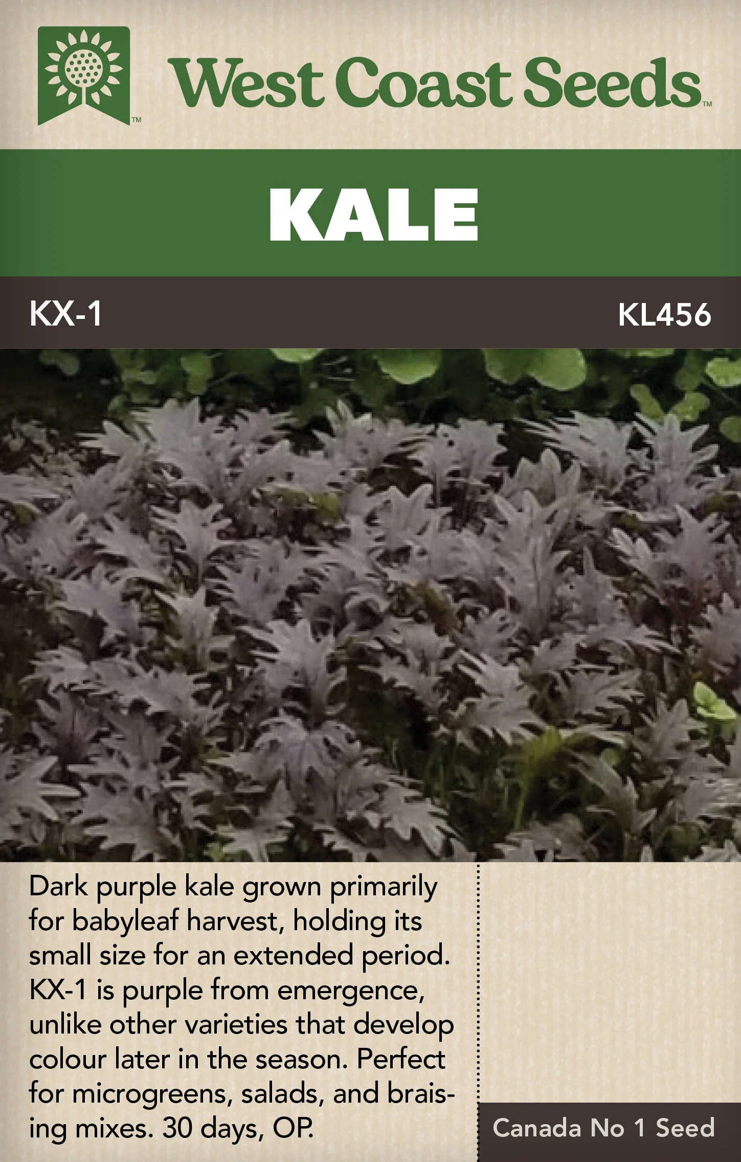 Kale KX-1 - West Coast Seeds