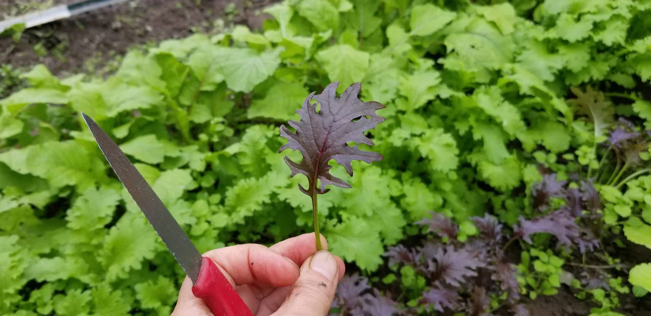 Kale KX-1 - West Coast Seeds - Image 2