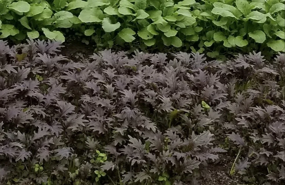 Kale KX-1 - West Coast Seeds - Image 3
