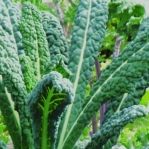Organic Kale Lacinato - Metchosin Farm Seeds