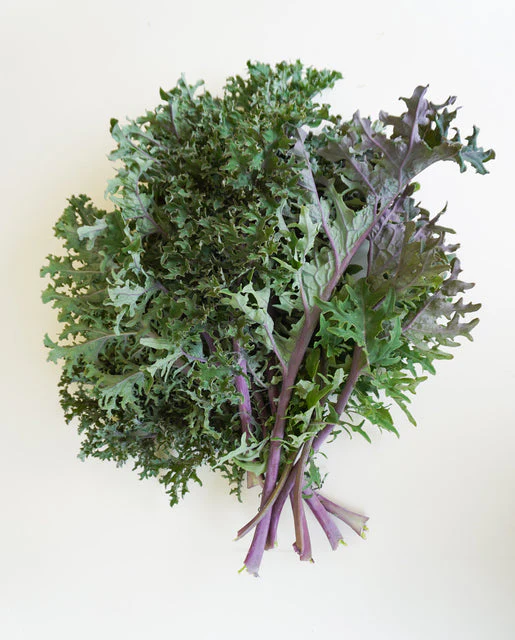 Kale Medusa - West Coast Seeds - Image 2