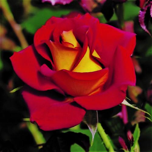 Ketchup & Mustard - Weeks Rose - Image 2