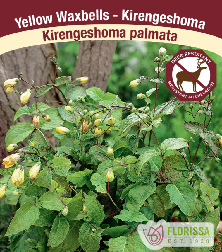 Kirengeshoma palmata, 1 Pack