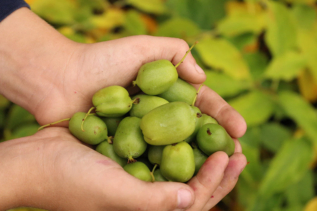 Kiwi - Issai - Image 4