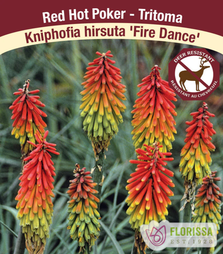 Torch Lily - Fire Dance, 1 Pack