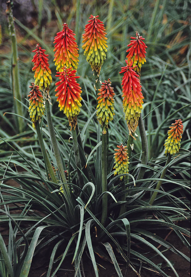 Torch Lily - Fire Dance, 1 Pack - Image 2