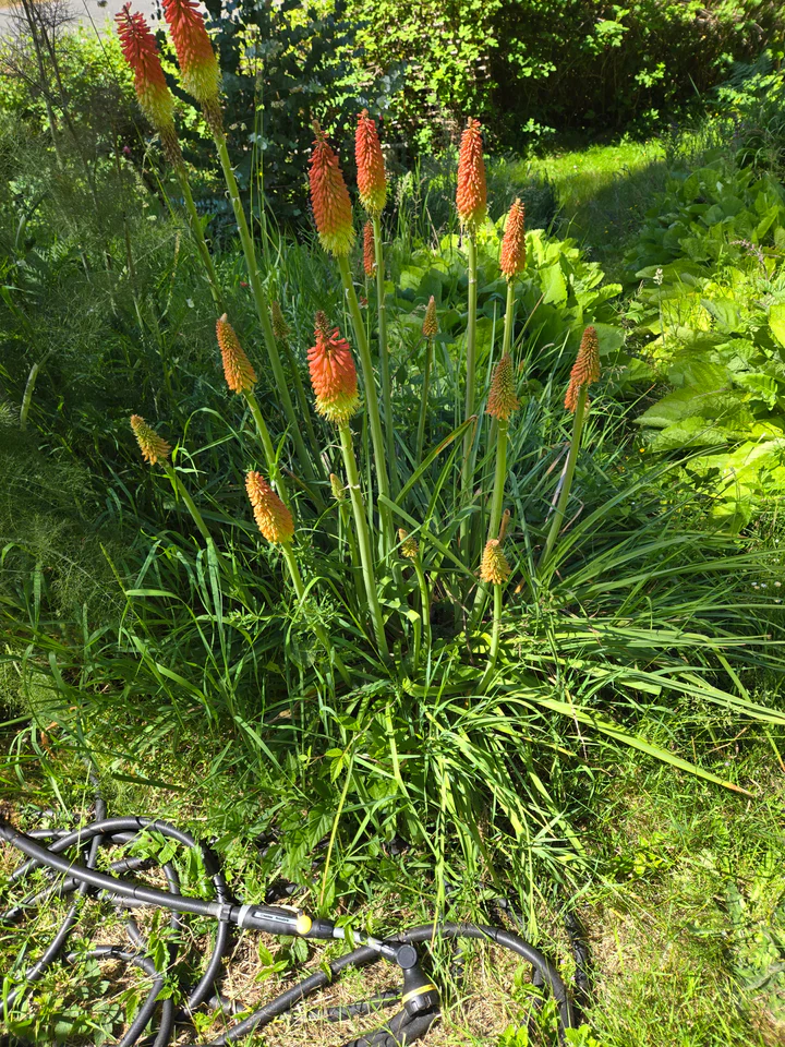 Kniphofia (Red Hot Poker)  - Eagleridge Seeds