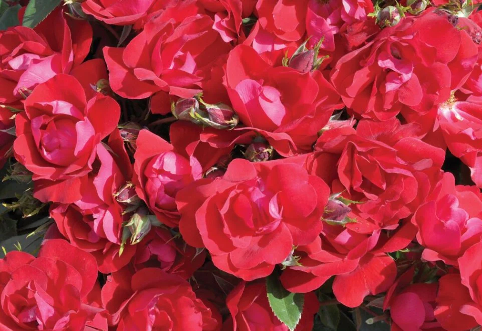 Kolorscape® Kardinal™ - Kordes® Roses - Image 2