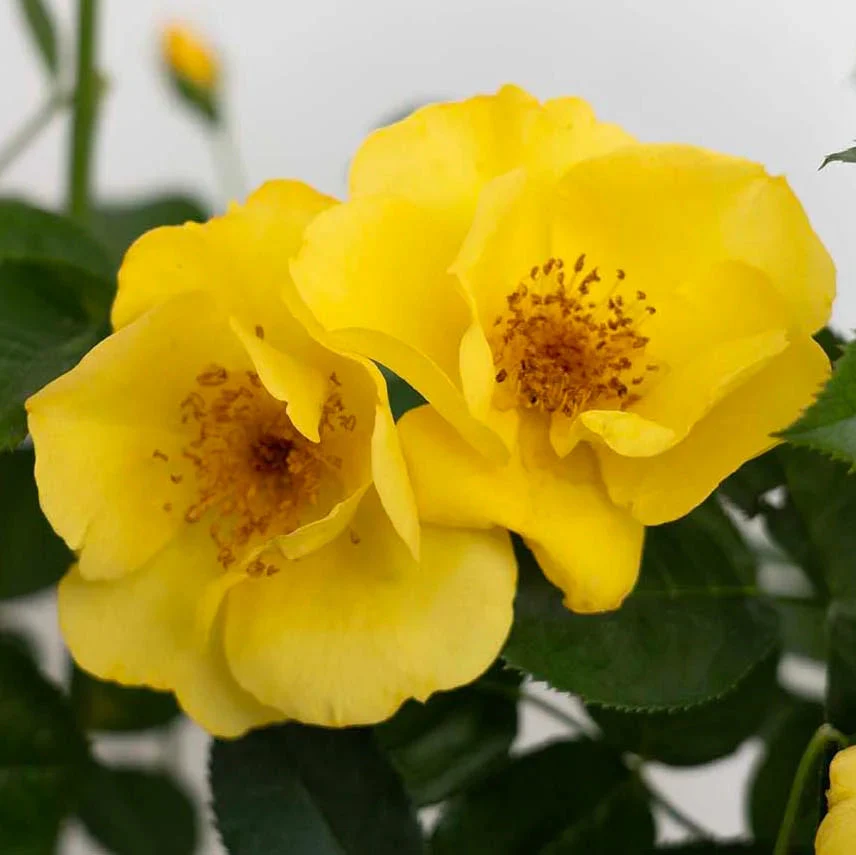 Kolorscape® Lemon Fizz™ - Kordes® Roses
