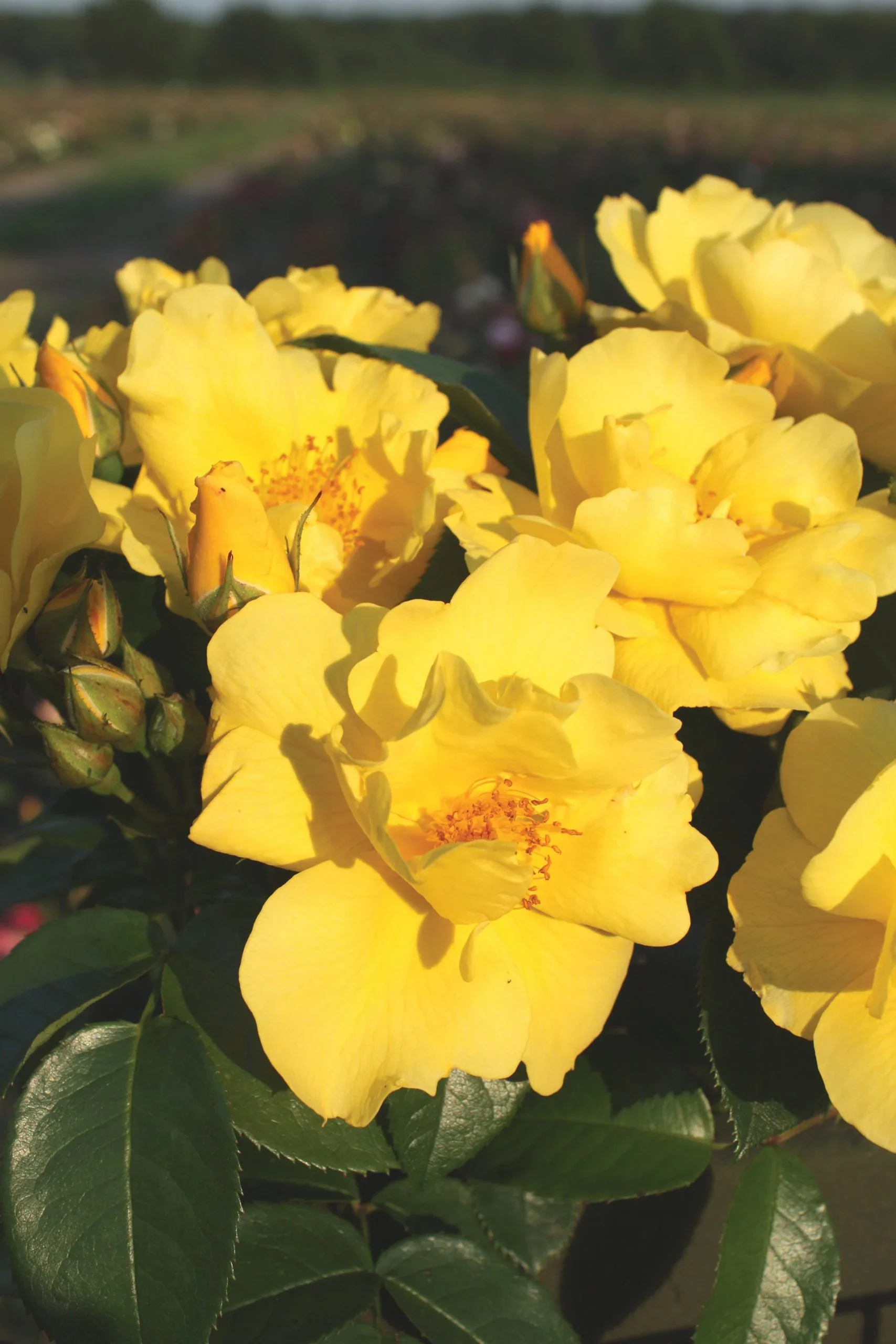 Kolorscape® Lemon Fizz™ - Kordes® Roses - Image 2