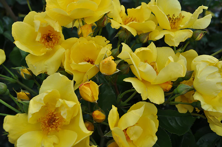 Kolorscape® Lemon Fizz™ - Kordes® Roses - Image 3