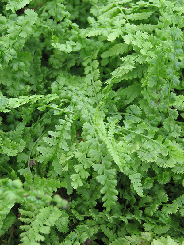 Lady Fern - filix-femina, 1 Pack - Image 3