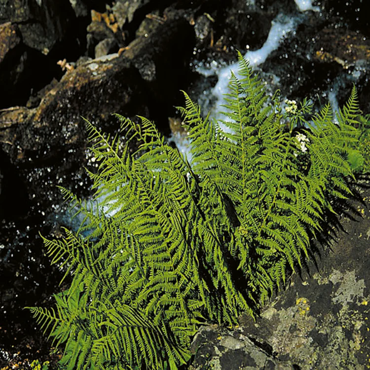Lady Fern - filix-femina, 1 Pack - Image 4