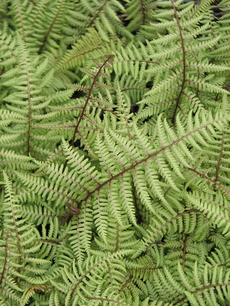 Lady Fern - Ghost, 1 Pack - Image 2