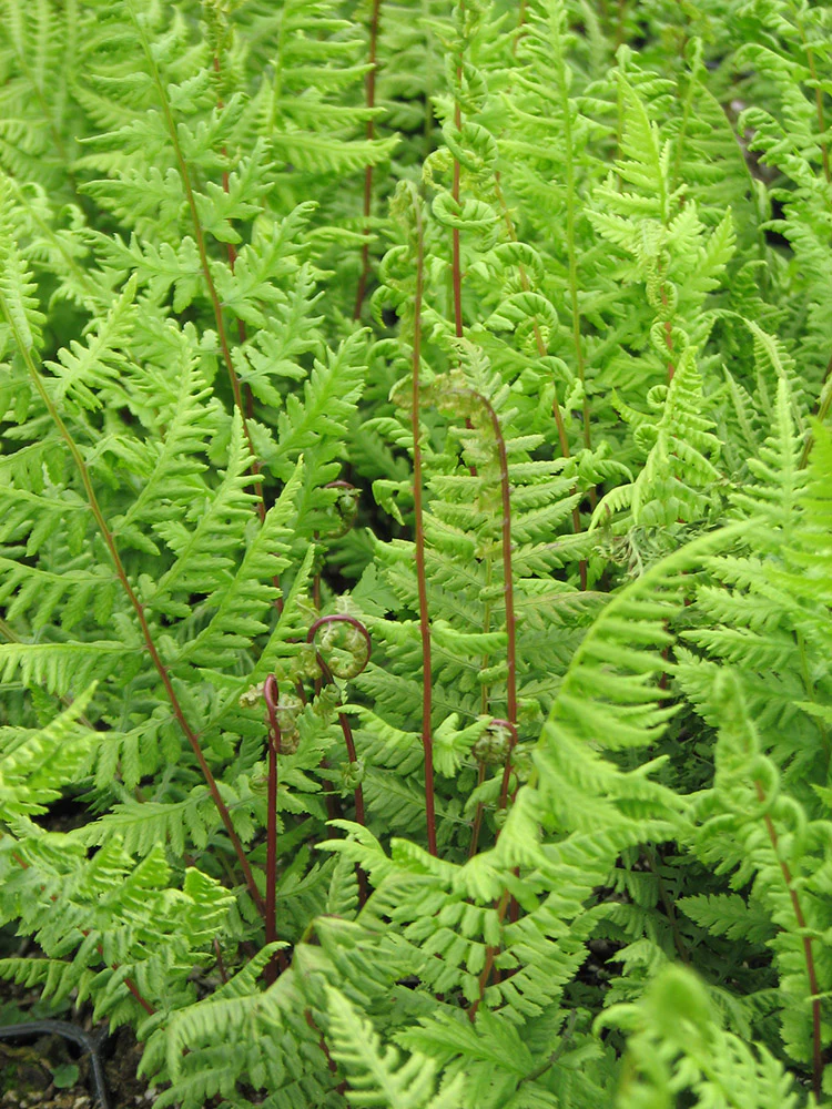 Lady Fern - Lady in Red, 1 Pack - Image 2