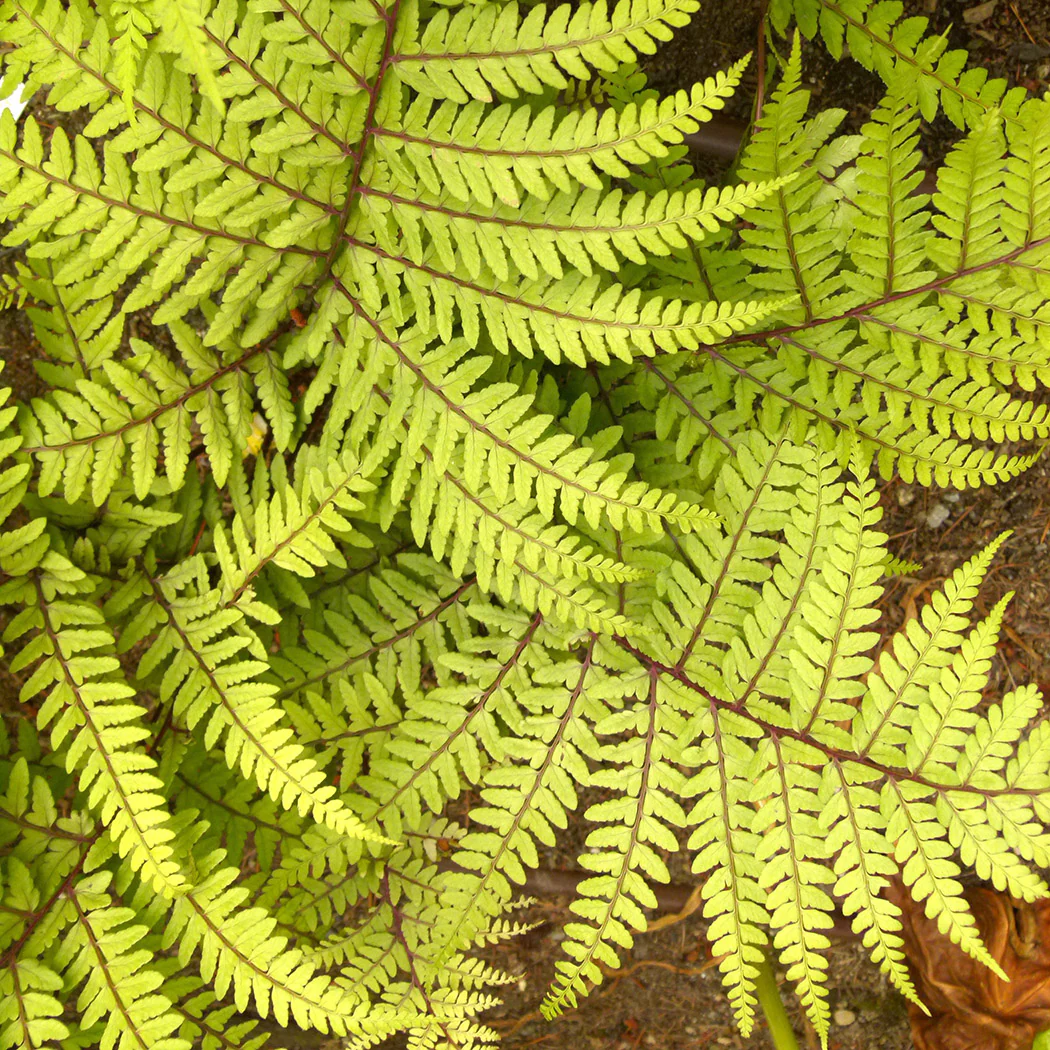 Lady Fern - Limelight, 1 Pack - Image 3