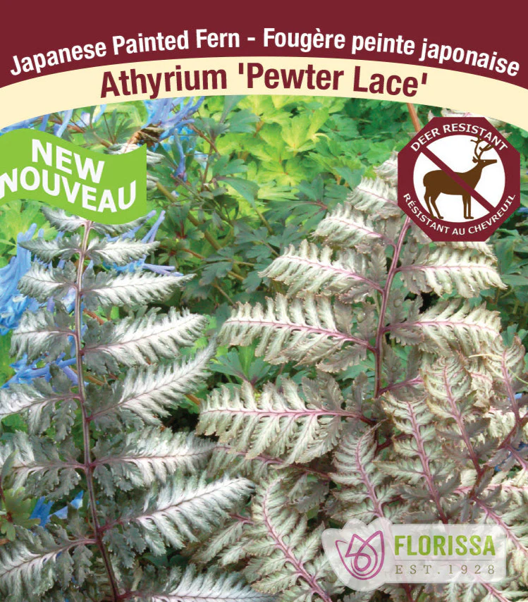 Japanese Painted Fern - Pewter Lace, 1 Pack