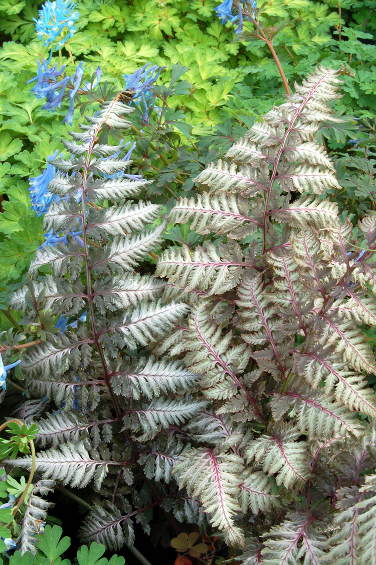 Japanese Painted Fern - Pewter Lace, 1 Pack - Image 2