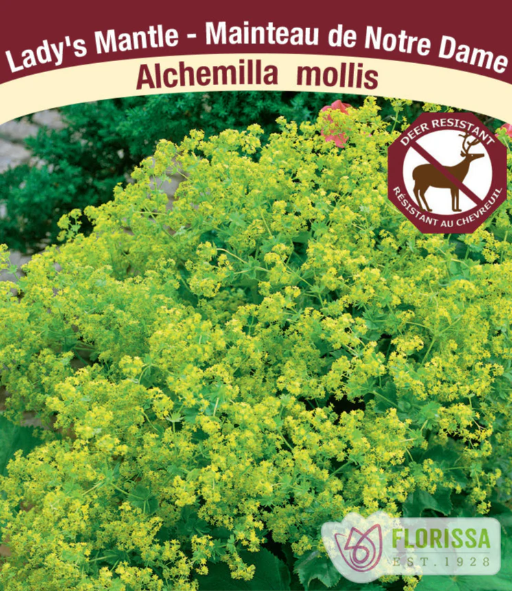 Lady's Mantle - Alchemilla Mollis, 1 Pack