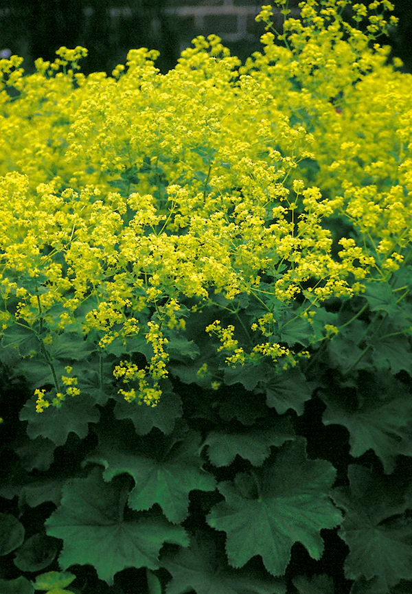 Lady's Mantle - Alchemilla Mollis, 1 Pack - Image 2