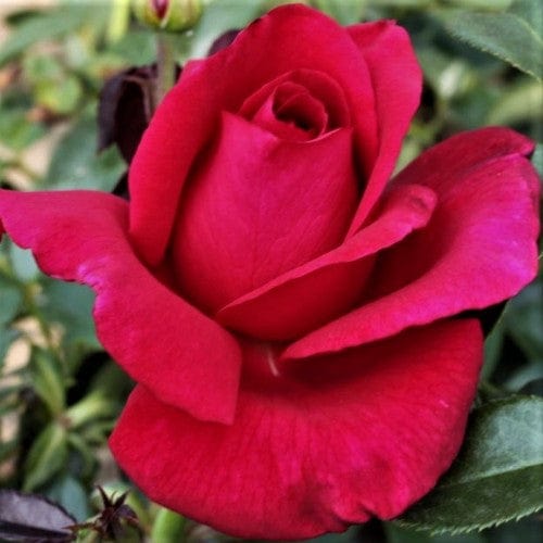 Lasting Love - Weeks Rose - Image 2