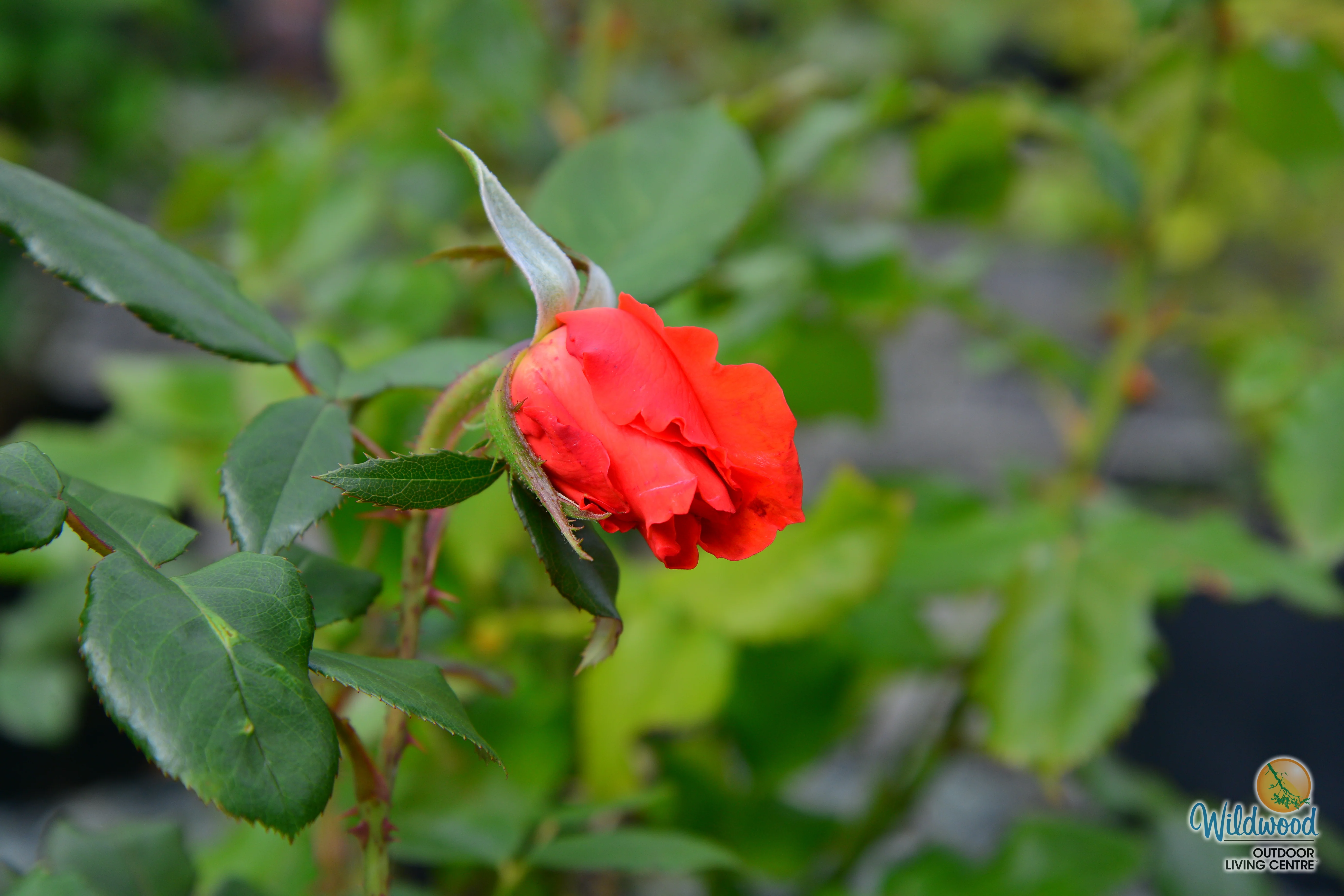 Lasting Peace™ - Star Roses and Plants - Image 2