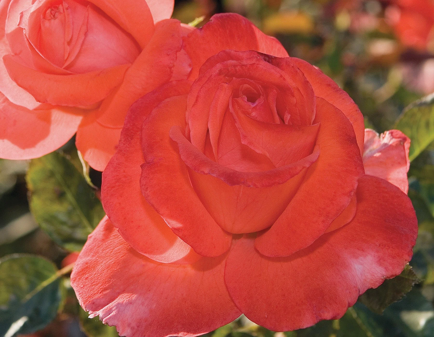 Lasting Peace™ - Star Roses and Plants - Image 3