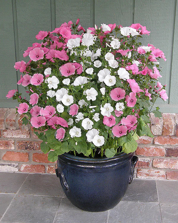 Lavatera Patio Pastels - Renee's Garden - Image 2