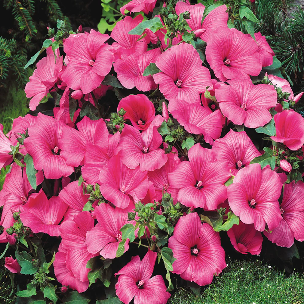 Lavatera Twins Hot Pink - McKenzie Seeds - Image 3