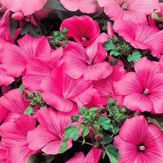 Lavatera Twins Hot Pink - McKenzie Seeds - Image 4
