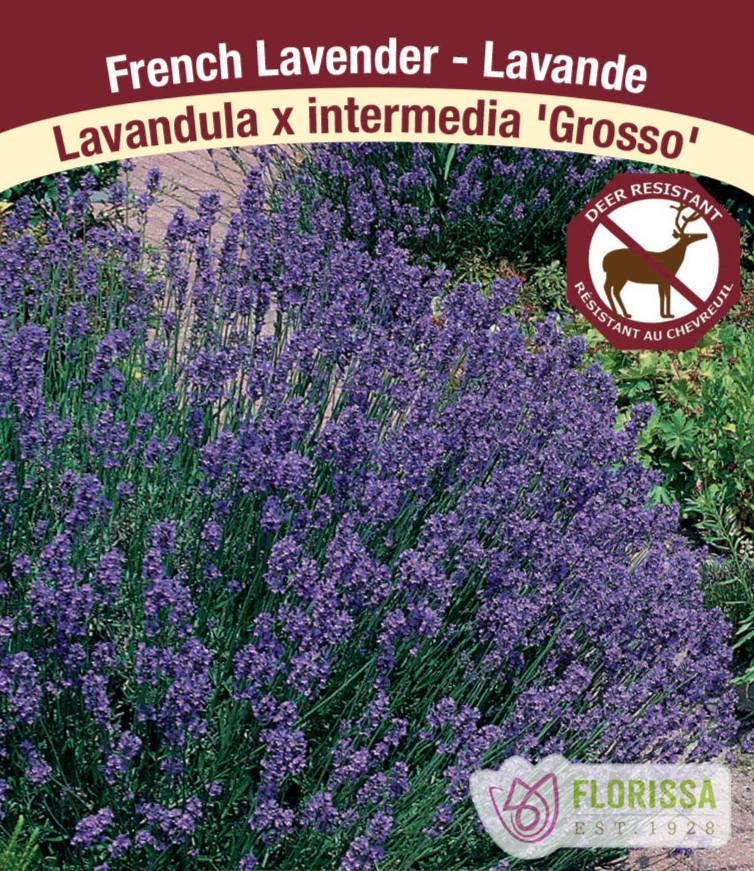 Lavender - Grosso, 1 Pack