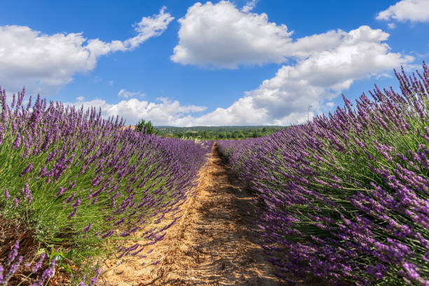 Lavender - Grosso, 1 Pack - Image 2