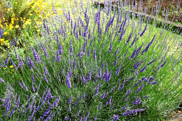 Lavender - Grosso, 1 Pack - Image 3