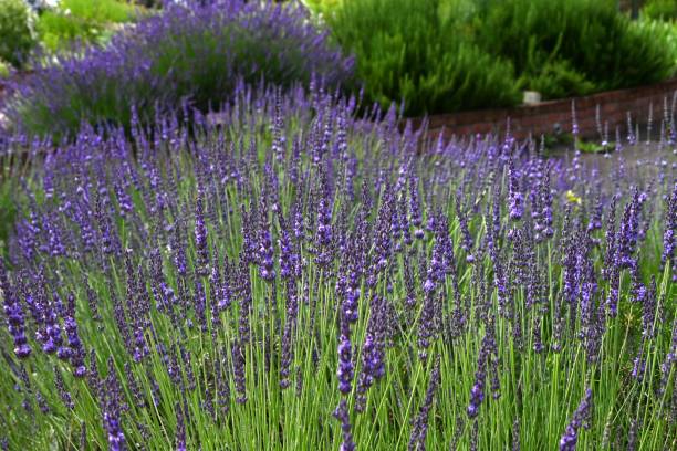 Lavender - Grosso, 1 Pack - Image 4
