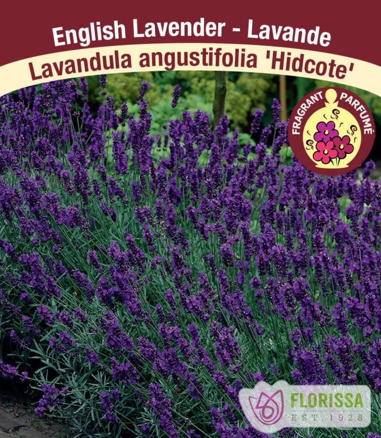 English Lavender - Hidcote, 1 Pack