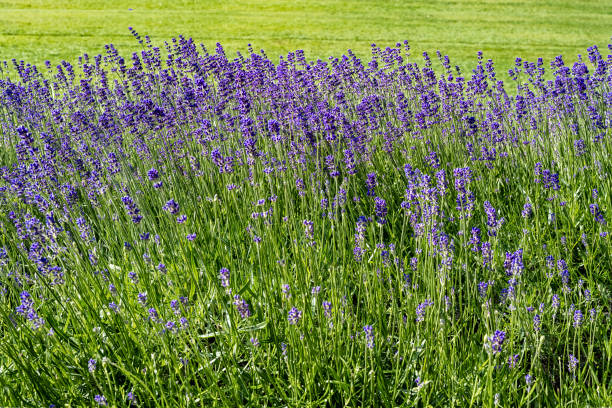 English Lavender - Hidcote, 1 Pack - Image 2