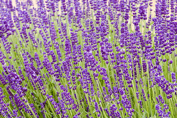 English Lavender - Hidcote, 1 Pack - Image 3