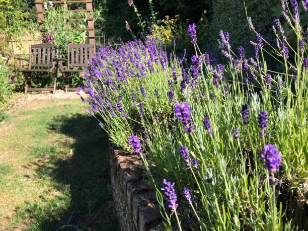 English Lavender - Hidcote, 1 Pack - Image 4