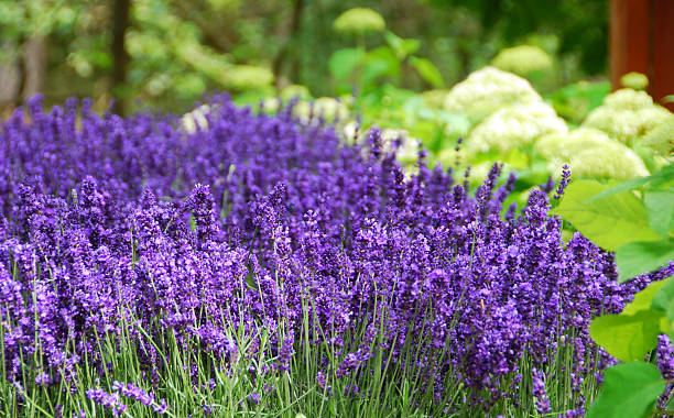 English Lavender - Hidcote, 1 Pack - Image 5