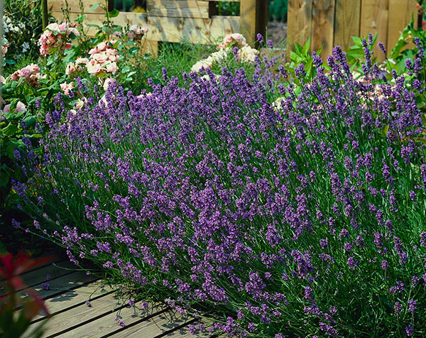 English Lavender - Munstead, 1 Pack - Image 2