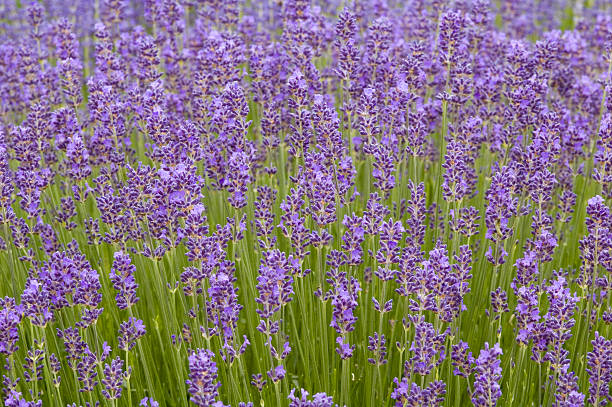 English Lavender - Munstead, 1 Pack - Image 3