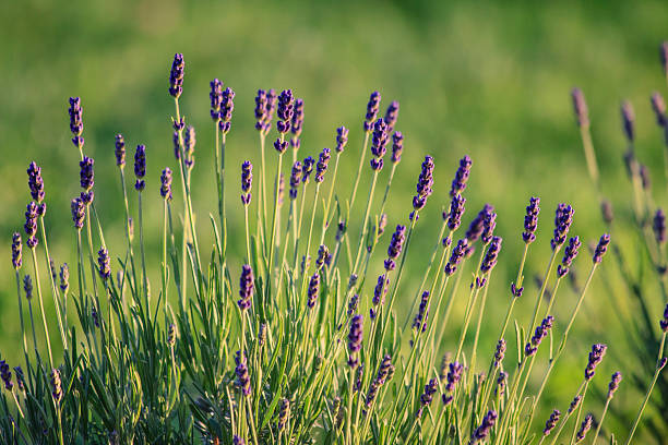 English Lavender - Munstead, 1 Pack - Image 4