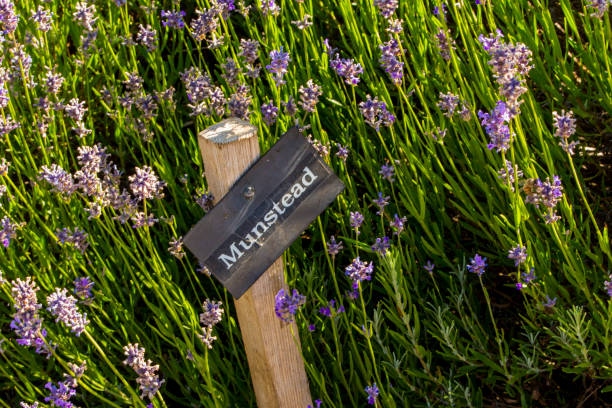 English Lavender - Munstead, 1 Pack - Image 5