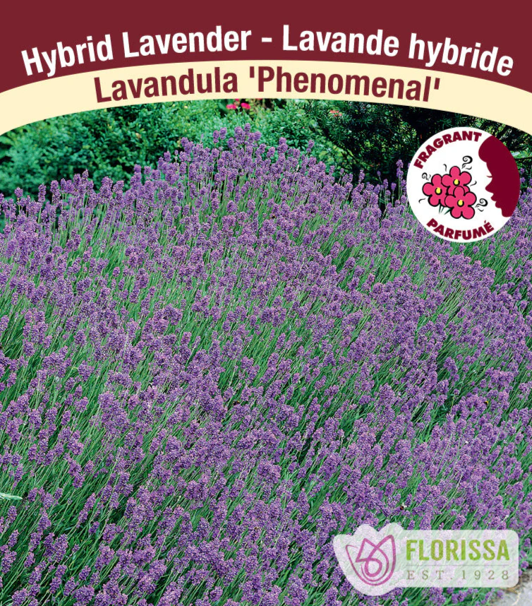 Lavender - Phenomenal, 1 Pack