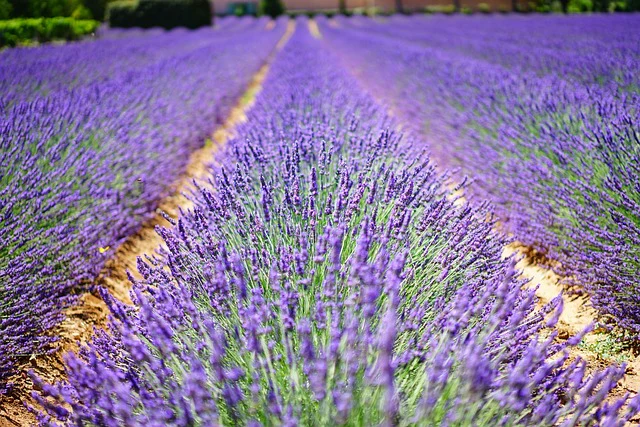 Lavender - Phenomenal, 1 Pack - Image 2