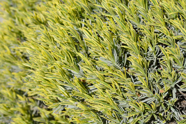 English Lavender - Platinum Blonde, 1 Pack - Image 3